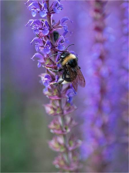 Bee on Salvia_Kim Dewing.jpg